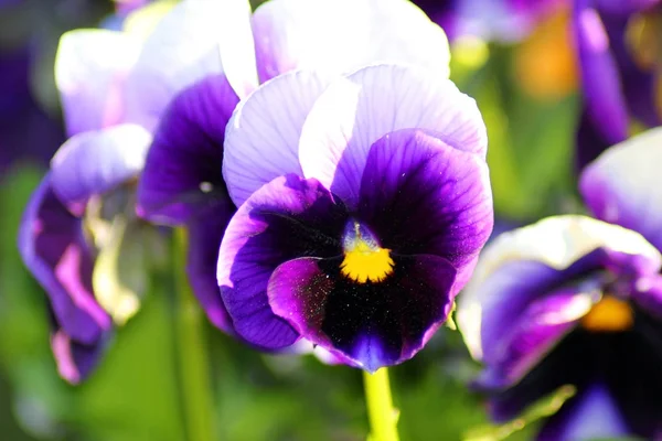 Pansy flowers in the garden