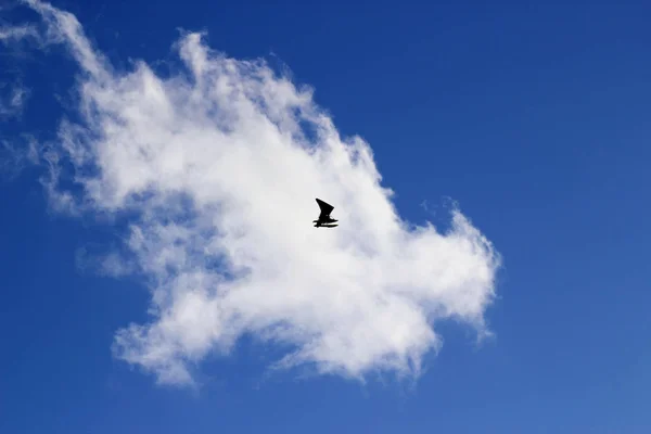 Motorisierter Drachenflieger am Himmel — Stockfoto