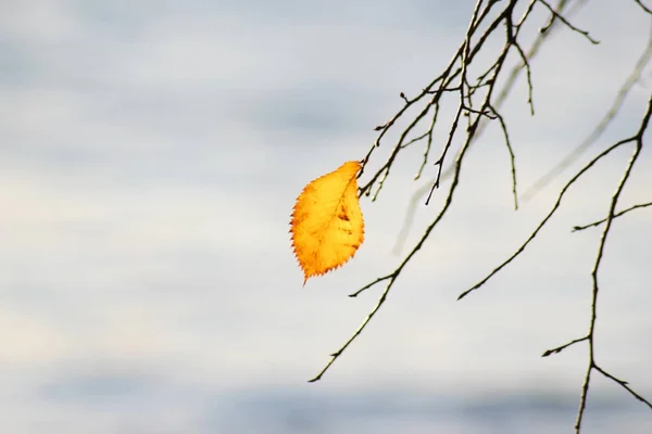 Single yellow leaf — Stock Photo, Image
