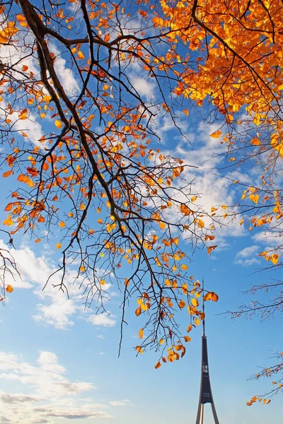 Gele bladeren op de tak tegen de hemel en de televisie toren in de herfst tijd — Stockfoto