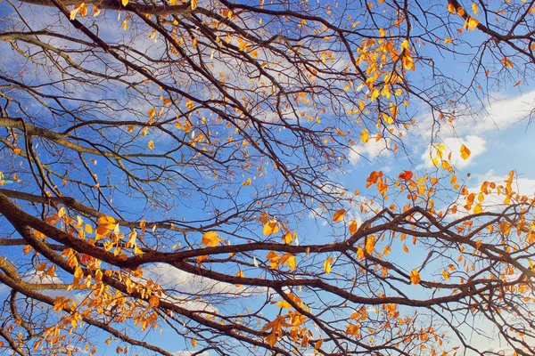 Жовте листя на гілці проти неба — стокове фото