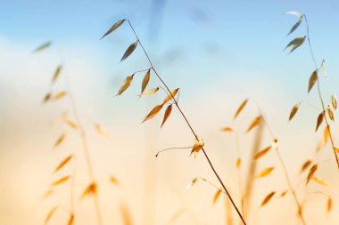 Yaz günü alanında bitkiler