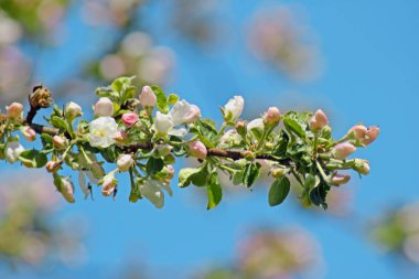 Parkta, yakın çekim fotoğraf kiraz çiçeği