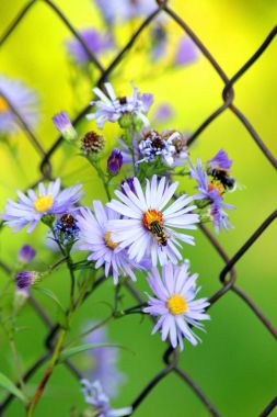 Mikael daisy. Floser kafa, derin alan sığ kapatın.