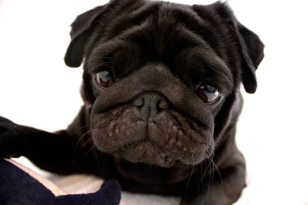 Retrato Pug Preto Isolado Branco — Fotografia de Stock