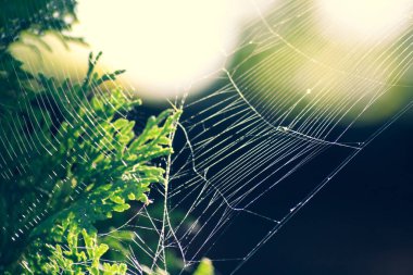 Yeşil köknar dalının doğal koşullarında yakın plan örümcek ağı. Soyut, güzel, karabatak dokusu yalıtılmış. Doğa geçmişi. Hava ve Cadılar Bayramı konsepti. Metnin için boşluk kopyala.