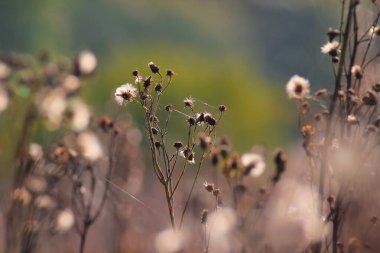 Doğada güzel bir çiçek arka planı var. Bulanık arkaplanda doğa görünümünü kapat.