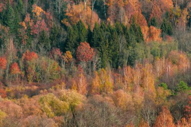 Parlak kırmızı ve turuncu yapraklarla ormandaki sonbahar yaprakları. Renkli sonbahar manzarası.