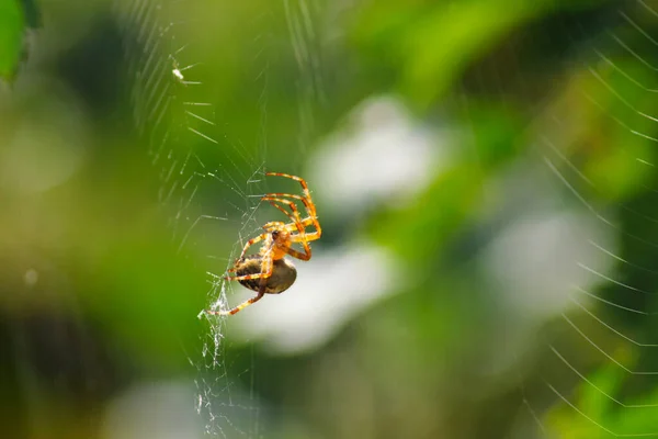 Aranha Pendurada Sua Rede Aranha Fundo Borrado Com Plantas Verdes — Fotografia de Stock