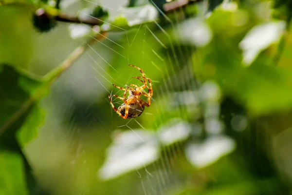 Αράχνη Κρέμεται Στο Δίχτυ Αράχνης Του Θολή Φόντο Πράσινα Φυτά — Φωτογραφία Αρχείου