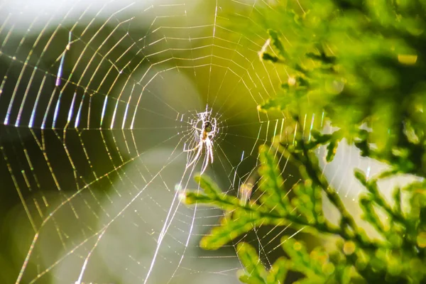 Common Garden Spider Sitting Its Net Nature Sunny Blurred Background — Stock Photo, Image