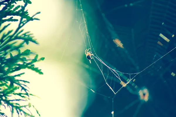 Κοινή Αράχνη Κήπου Κάθεται Στο Δίχτυ Της Φύση Ηλιόλουστη Θολή — Φωτογραφία Αρχείου