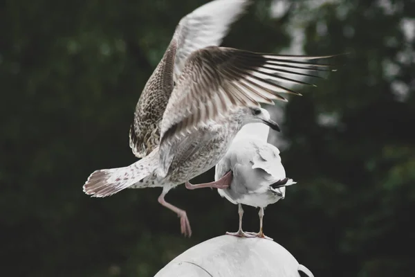 Pescărușul de la Marea Neagră lovește pescărușul Larus, care stă pe o lampă în aer liber. Conceptul de concurență și supraviețuire . — Fotografie, imagine de stoc