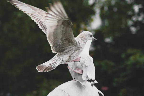 Black Sea gull shoves down common seagull Larus which sits on a lamp outdoor. Competition and survival concept. — Stock Photo, Image