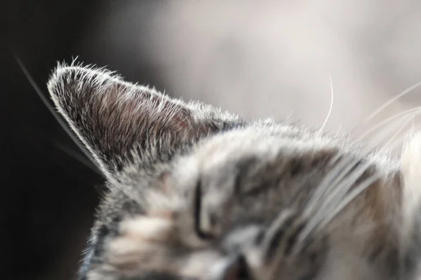 Selektywne skupienie na śpiącym uchu kota, izolowane na rozmytym tle — Zdjęcie stockowe