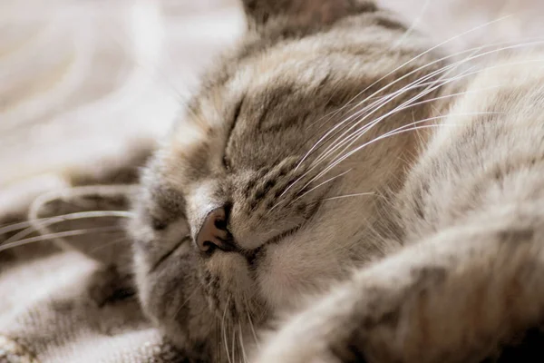 Närbild Huvudet Sovande Söt Tabby Kattunge Katt Makro — Stockfoto