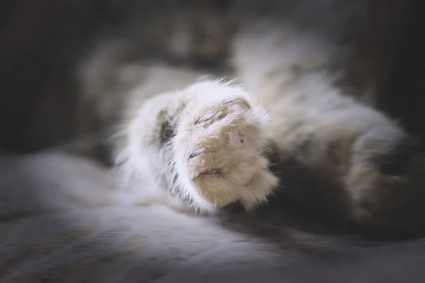 Detailní Záběr Kočičí Tlapky Při Kočičím Spánku Izolované Rozmazaném Pozadí — Stock fotografie