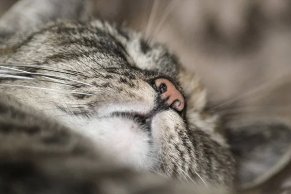 Närbild Huvudet Sovande Söt Tabby Kattunge Katt Makro — Stockfoto