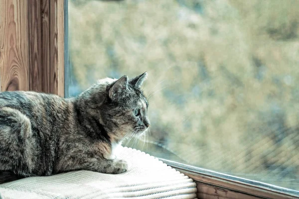 Tricolor tabby cat se se zájmem podívá z okna. Kopírovat místo pro text — Stock fotografie