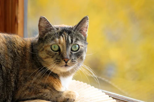 Retrato Gato Tabby Tricolor Con Cara Impactante Ojos Abiertos Asustar — Foto de Stock