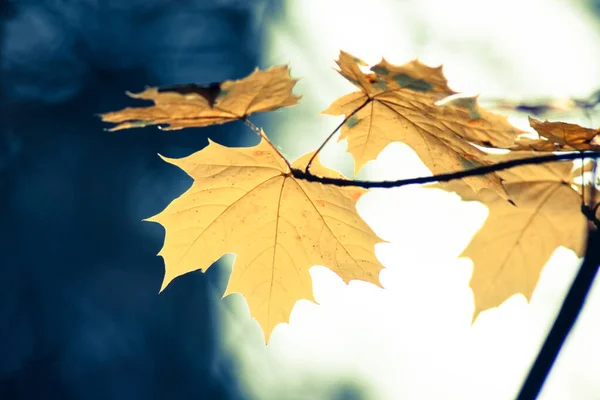 Branches of yellow maple leaves isolated on blurred background. Golden autumn and weather concept