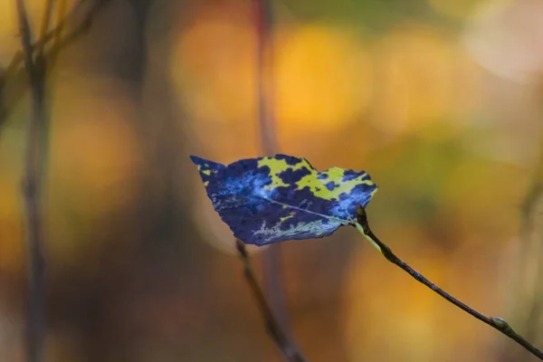 Single autumn leaf isolated on colorful blurred background. Autumn and weather forecast concept. Copy space for your text.