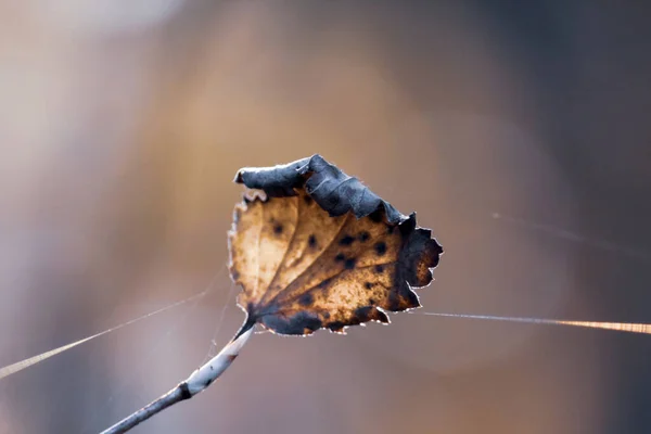 Single Dry Autumn Leaf Cobweb Isolated Blurred Background Autumn Weather — Stock Photo, Image