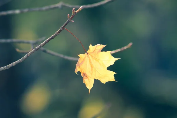 Gele Eenzame Esdoorn Blad Tak Geïsoleerd Groene Achtergrond Eenzaamheid Herfstconcept — Stockfoto