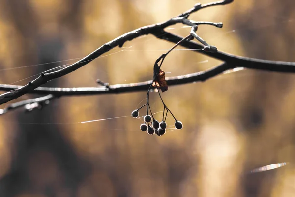 Brown Bare Three Branches Black Berries Blurred Background Shrouded Thin — Stock Photo, Image