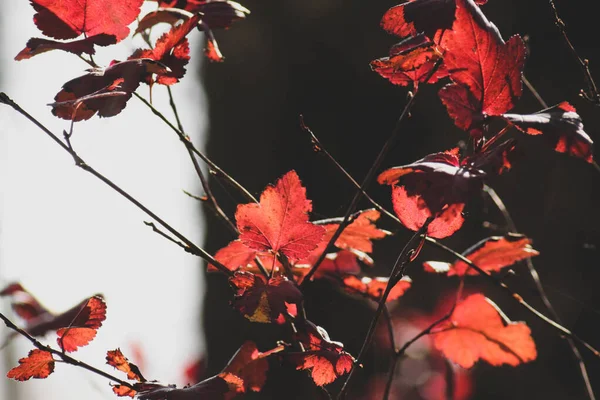 Herfsttak Met Rode Bladeren Witte Zwarte Achtergrond Valconcept Ruimte Voor — Stockfoto