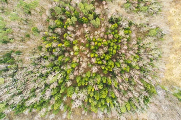 Beau Paysage Naturel Forêt Mixte Printemps Vue Aérienne Depuis Drone — Photo