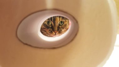 Yeşil gözlü güzel çizgili kedi tuvalet kağıdının deliğinden bakıyor. Seçici odak.
