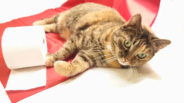 Rolig Randig Katt Leker Med Toalettpapper Rulle — Stockfoto