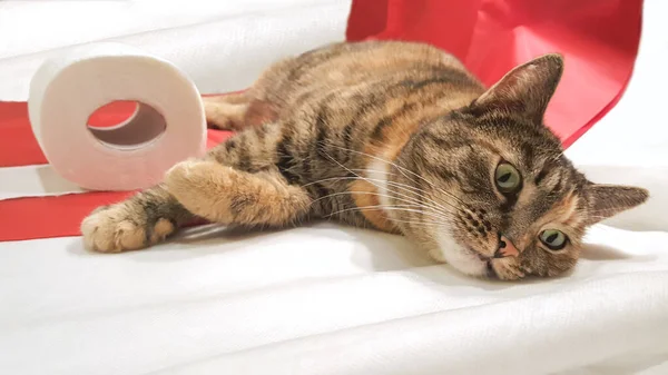 Lustige Gestreifte Katze Spielt Mit Toilettenpapierrolle — Stockfoto