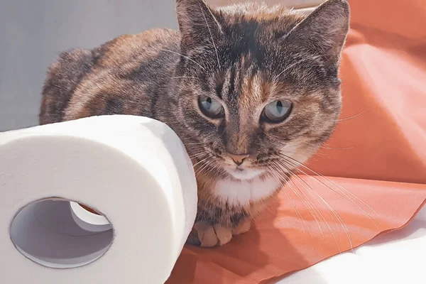 Pruhovaná Kočka Role Toaletního Papíru Selektivní Zaměření Tónovaný Obrázek — Stock fotografie
