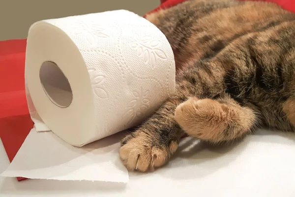 Katzenpfoten Und Eine Toilettenpapierrolle Großaufnahme Katze Während Quarantäne Spielt Mit — Stockfoto