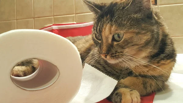 Gestreifte Katze Blickt Auf Weiße Toilettenpapierrolle Selektiver Fokus — Stockfoto