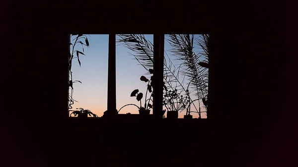 Silhueta Plantas Peitoril Janela Céu Azul Espreitar Pela Janela Isolado — Fotografia de Stock