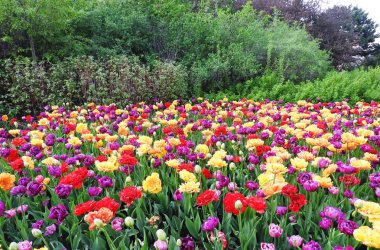 Parkta güzel bahar sahne