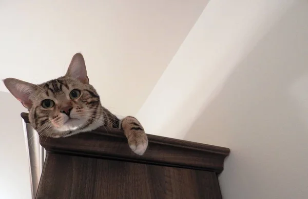Mooie kat op de plank — Stockfoto