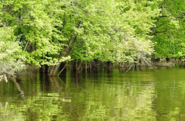 Nehir kıyısında dışarı geldi