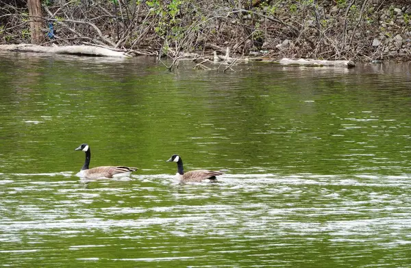 Oies naviguent le long de la rivière — Photo