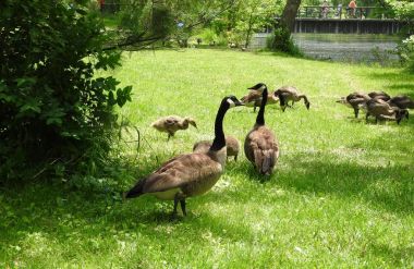 Kanadalı kaz'ın bahçesinde