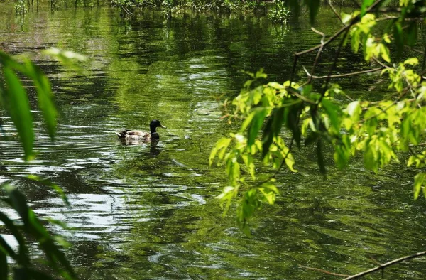 Canard flottant sur la rivière — Photo