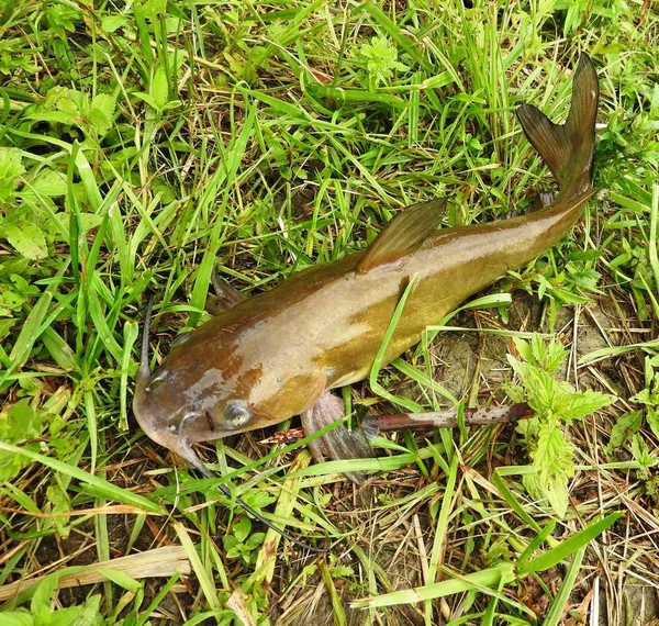 Un petit poisson pris dans une rivière — Photo
