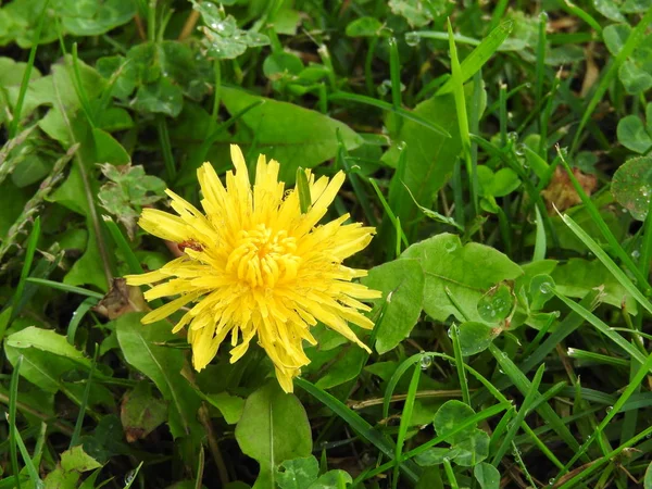 Foto di fiori — Foto Stock