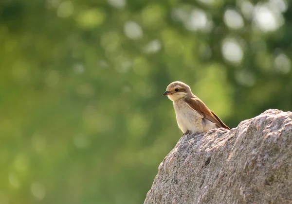 Pássaro Bonito Sentado Uma Rocha Alta Primavera Com Belo Efeito — Fotografia de Stock