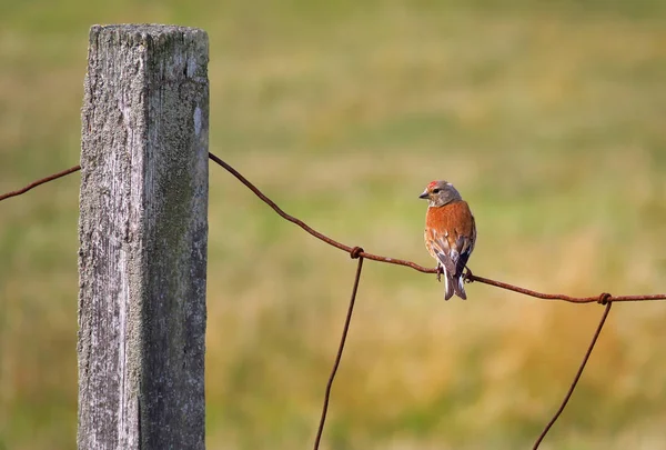 Rose Finch Zit Rustig Een Roestig Hek Met Uitzicht Velden — Stockfoto