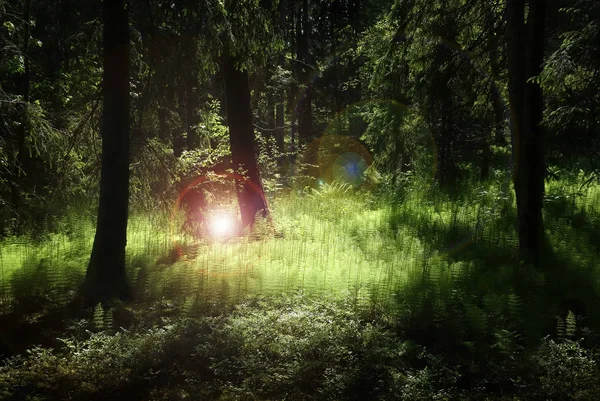 Diep Bos Met Weelderige Groene Planten Verlicht Door Mysterieus Licht Stockfoto