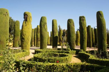 Thujas park Alcazar Cordoba, İspanya